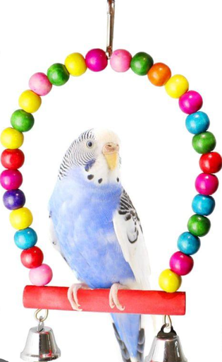 Bird Toy